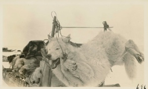 Image of white wolf tied up to back of sledge